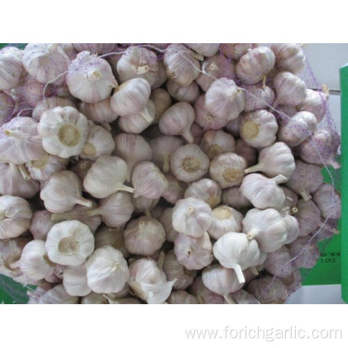 Hot Sale 2019 Fresh Garlic